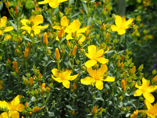 St Johns Wort flowers in meadow - 312261296