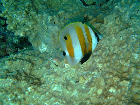 Orange-banded coralfish (Coradion chrysozonus), Raja Ampat, West Papua