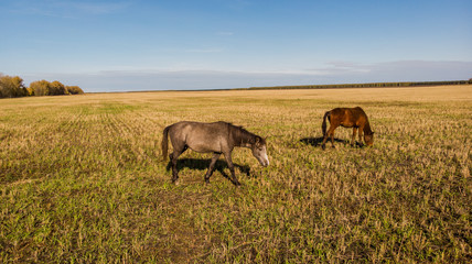 Aerial view over a pasture with a horse