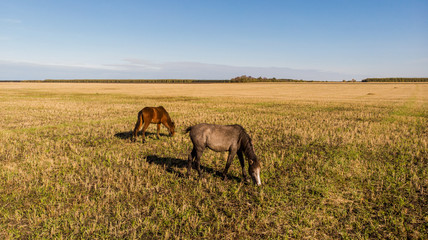 Aerial view over a pasture with a horse