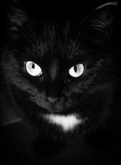 black cat close up