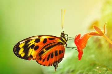 butterfly on a red flower
