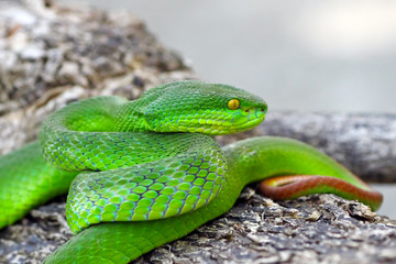 green viper snake, venomous and poisonous snake, trimeresurus albolabris