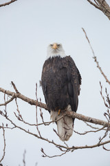 Adult bald eagle