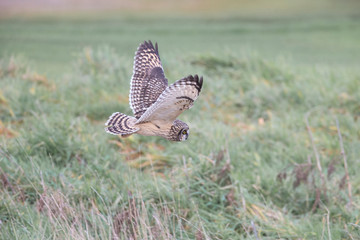 Short eared owl