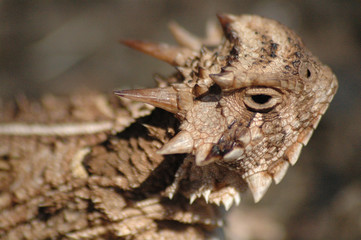 Horned Frog