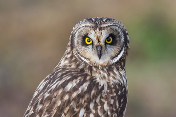 Short eared owl