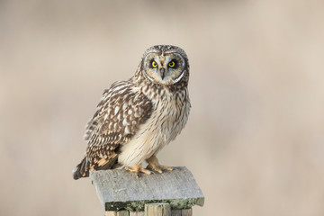 Short eared owl