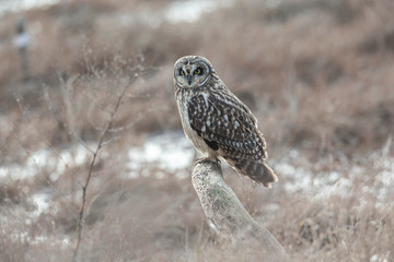 Short eared owl