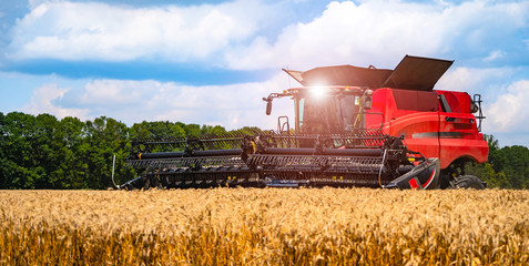Fototapeta premium Red grain harvesting combine in a sunny day. Yellow field with grain. Agricultural technic works in field. Closeup.