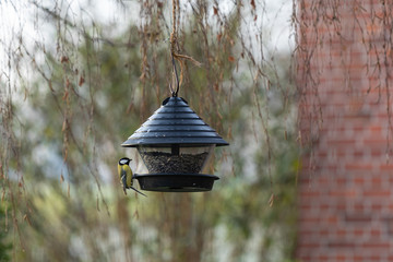 Winterfütterung von Meisen im eigenen Garten mit Vogelfutter