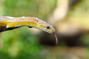 beautiful yellow snake on branch