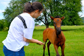 A girl in a white t-shirt and blue jeans feeds a chestnut colt with grass from her hand. They are located in a green glade in the countryside.