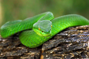 green viper snake, venomous and poisonous snake, trimeresurus albolabris