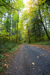 Autumn leaves cover a gravel road in a lush north-western (usa) forest.