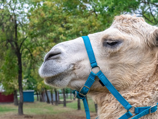 A two humped camel in the city park. Camel walking in the park