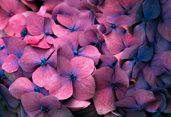 Hydrangea pink and blue flowers ,close up