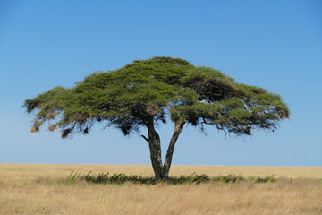 Lonely Tree in Serengeti Savanna - obrazy, fototapety, plakaty