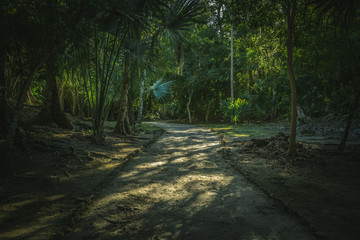 trail into the jungle