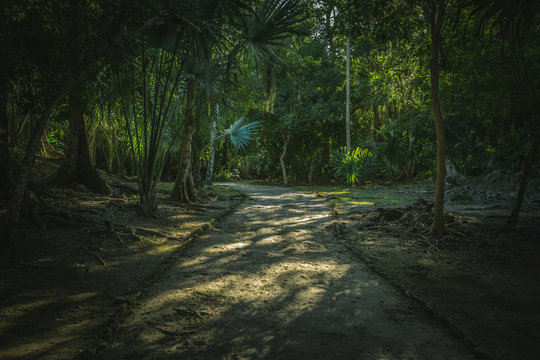 trail into the jungle