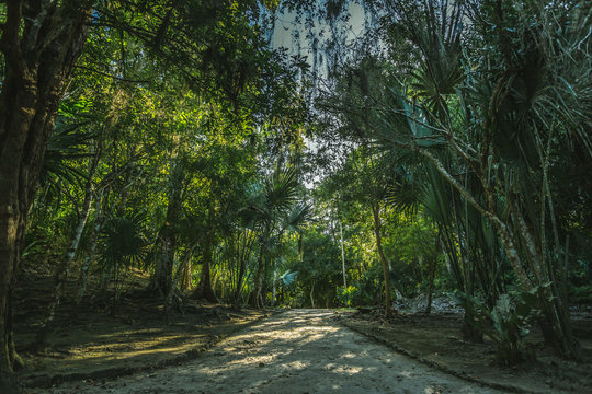 path into the jungle © OscarLoRo