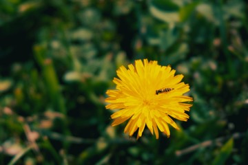 The bees are sucking nectar from the yellow flowers in the backyard.