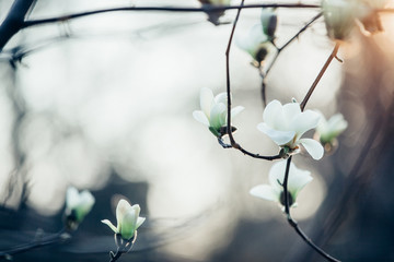 closeup magnolia flower. natural floral spring or summer background with soft focus and blur 