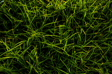 background of green grass