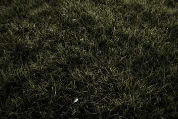 grass in the wind