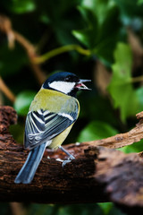 Great Tit in his environment. Her Latin name is Parus major.