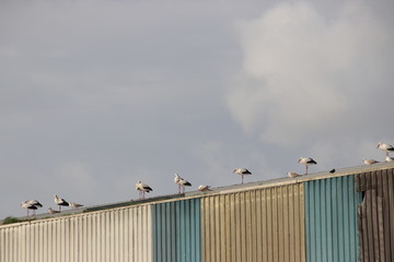 Storks and seagulls on the roof of garbage storages