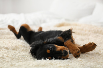 Cute dog relaxing on fluffy rug at home. Friendly pet