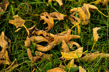 Dead leaves on grass