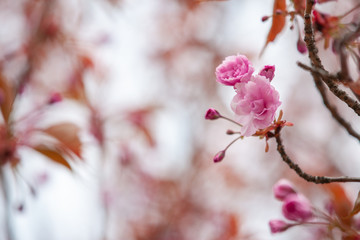 Naklejka premium closeup sakura flower. natural floral spring or summer background with soft focus and blur 