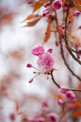 closeup sakura flower. natural floral spring or summer background with soft focus and blur 