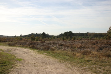 purple heather at moor at Wezeper Heide on the Veluwe in Gelderland, the Netherlands