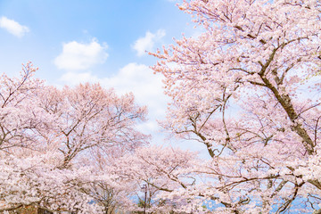 Branch, Plant, Cherry blossom