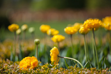 Close-up yellow tulips.Amazing flower. Tulip flower background.