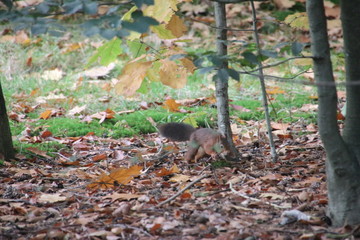 The red squirrel or Eurasian red squirrel (Sciurus vulgaris) is climbing in a tree in the Netherlands