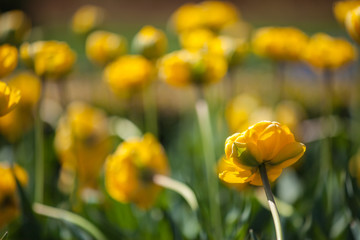 Close-up yellow tulips.Amazing flower. Tulip flower background.