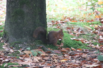 The red squirrel or Eurasian red squirrel (Sciurus vulgaris) is climbing in a tree in the Netherlands