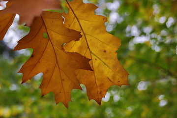 Colorful leaves in several colors during the autumn season on the Veluwe area in the Netherlands