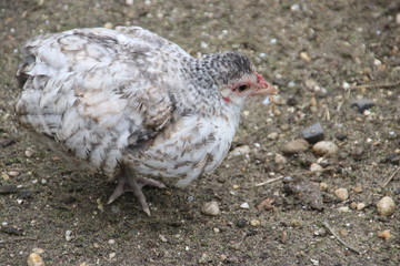 Barred Rock chicken at a farm in Oldebroek in the Netherlands