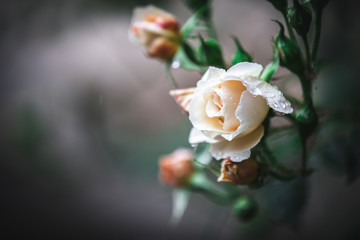 closeup roses after rain. natural floral spring or summer background with soft focus and blur 