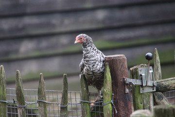 Barred Rock chicken at a farm in Oldebroek in the Netherlands