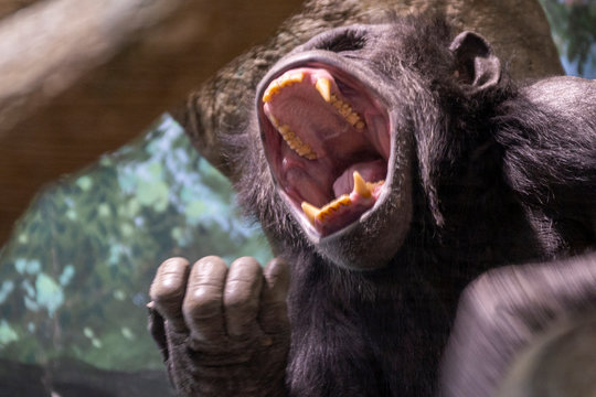 チンパンジー - Powered by Adobe