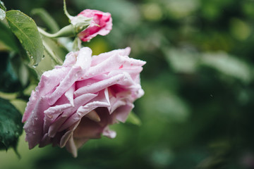 closeup roses after rain. natural floral spring or summer background with soft focus and blur	