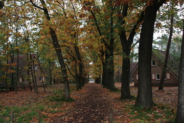 Fototapeta premium Colorful leaves in several colors during the autumn season on the Veluwe area in the Netherlands