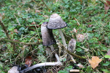Coprinus comatus, the shaggy ink cap, lawyer's wig, or shaggy mane musroom on the veluwe during autumn in the Netherlands