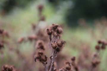 Blown Lesser burdock or Arctium minus in the autumn in Park Hitland in the Netherlands